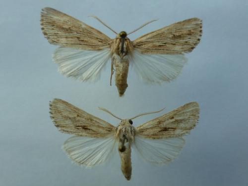 Réf. 256 038 : Pseudomecia lithoxylea